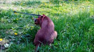 Прогулка с котенком каракала Murmulet.ru