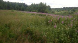 Иван чай - кипрей - отличный медонос.