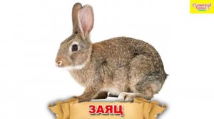 Обучающее видео для детей. Слова. Дикие животные.