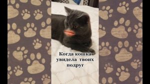 Говорящие коты | Лучшая подборка №1