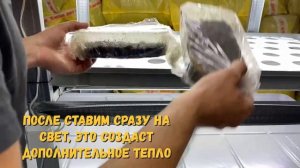 Технология выращивания Щавеля Кровавая Мэри | Микрозелень Щавель Красножильный | На 3 субстратах