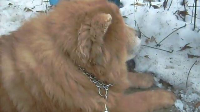 Чау-чау Моя собака на охоте.AVI смотреть онлайн