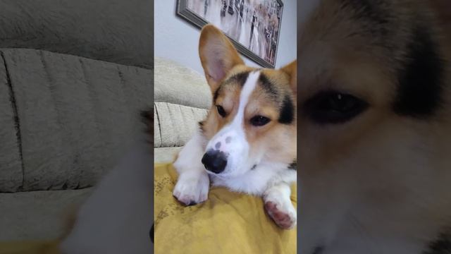 Кто дома напрудил?. #вельшкоргипемброк #коржик #корги смотреть онлайн