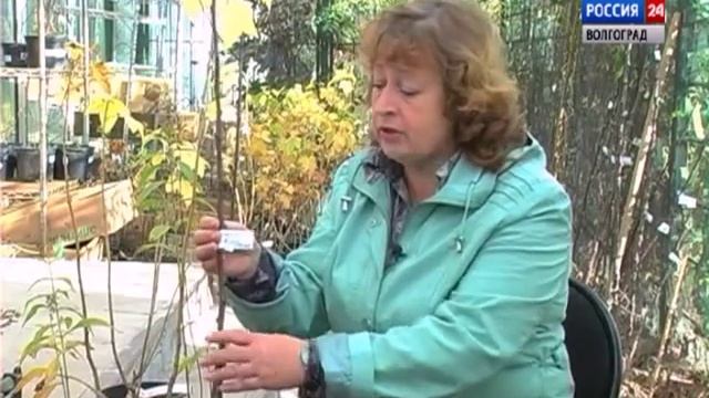 Хранение саженцев.