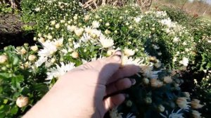 Хризантемы в моем саду