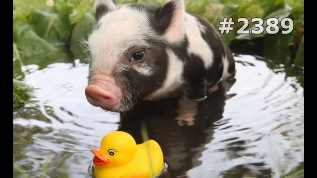 #2389. Свиньи и кабаны (В мире животных) смотреть онлайн