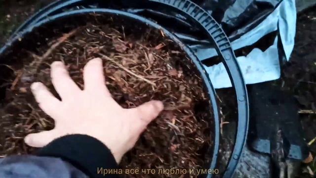 Подготовка РОДОДЕНДРОНА к зиме. ? Для ШИКАРНОГО цветения в следующем году. смотреть онлайн