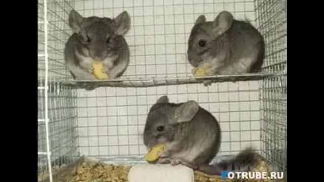 Содержание шиншилл в домашних условиях. Домашняя шиншилла. Клетки и домики