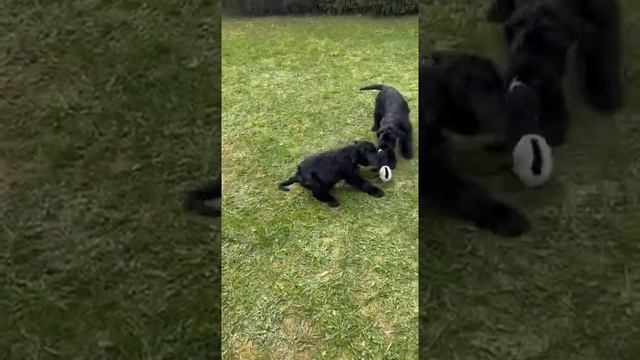 Ризеншнауцеры от GentlyBorn смотреть онлайн