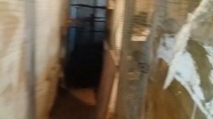 ?Шок!!//Бойня в Курятнике!//Кто то Разорвал Всех Цыплят!//Собака, Ласка,Хорёк?