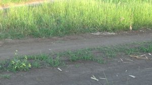 Практическая экология 3 класс.
Перепел   птица певчая