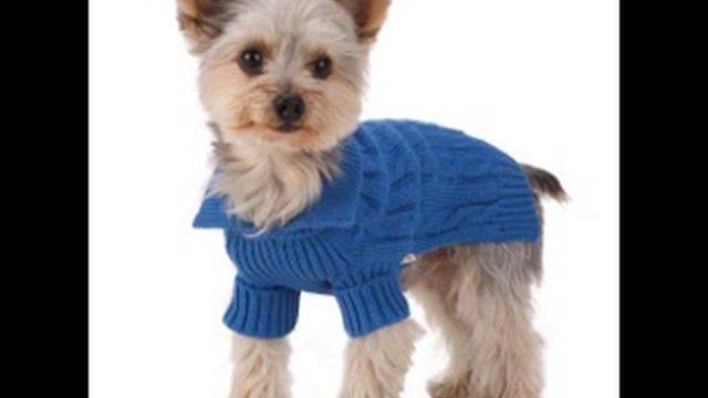 одежда собак вк смотреть онлайн