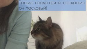 Очень ласковый кот хочет внимания!!! Сложно ему отказать