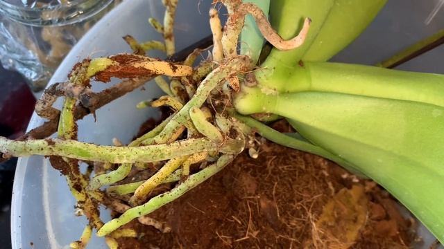 13 марта -17 апреля 2023/Новые цветущие орхидеи/Пересадка орхидеи/Как нарастить корни у орхидеи смотреть онлайн