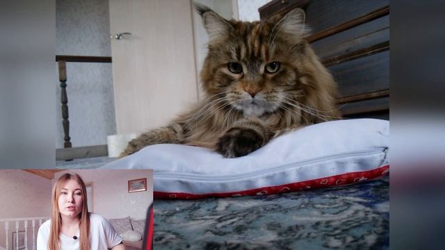 История одного мейн-куна: ДО-ПОСЛЕ. Жизнь с мейн-кунами