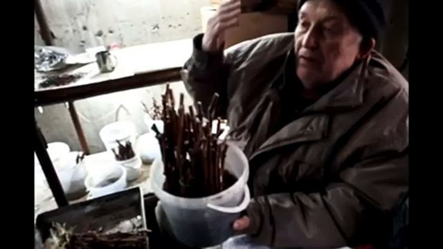 Выращивание саженцев из черенков винограда смотреть онлайн