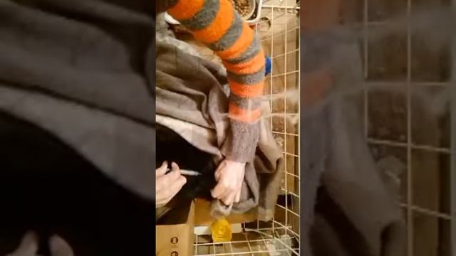 Фип излечим! Как Делаем укол от Фип Коту Фараону. Приют Петербург смотреть онлайн