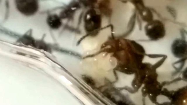 Жизнь в акриле (забота о потомстве) смотреть онлайн