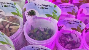 Аквариумные меристемные растения...