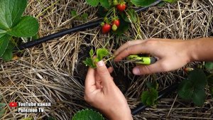 ЧТО ДЕЛАТЬ С УСАМИ КЛУБНИКИ? КАКИЕ УСЫ УДАЛЯТЬ А КАКИЕ ОСТАВЛЯТЬ