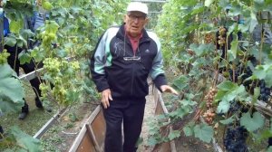 Экскурсия по винограднику Сидоровича А.С.