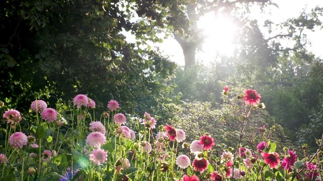 Flashback - Holland Dahlia Event 2020 at Castle Keukenhof смотреть онлайн