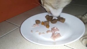 Чем кормить кастрированного кота