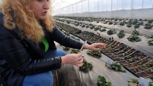 #1 Био-Защита клубники в теплице. Запускаем клещей энтомофагов.