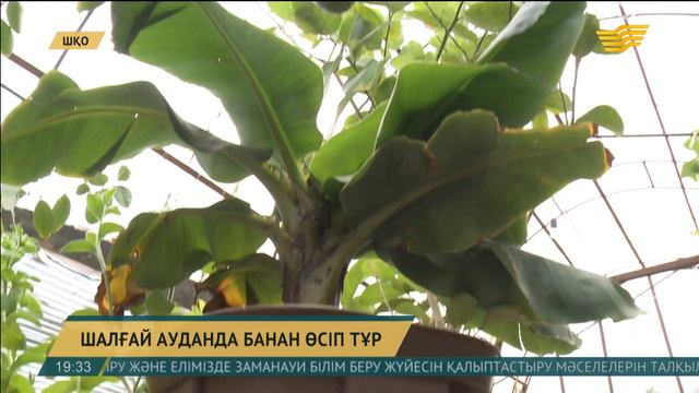 Шығыс Қазақстан облысында экзотикалық жемістер өсіріліп жатыр смотреть онлайн