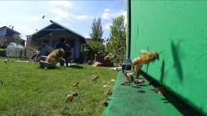 Один день из жизни пчел и пчеловода