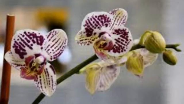 LAS FLORES DE MAYO SON UNA VARIEDAD DE ORQUÍDEAS смотреть онлайн
