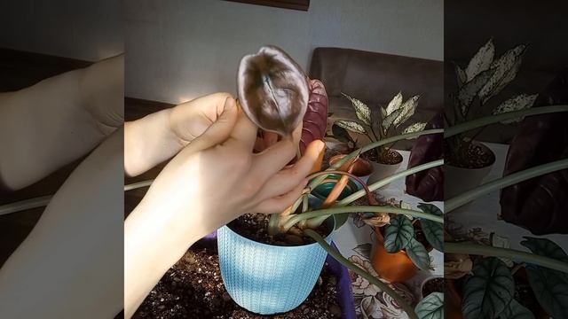 #Пересадка. #Алоказия red secret и серебряный дракон смотреть онлайн