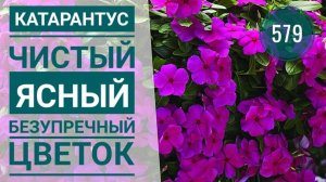 Цветок КАТАРАНТУС для дома и сада Выращивание Катарантуса из семян. Как зимует Катарантус ему год