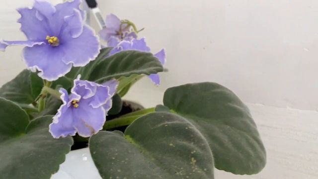 ИЮНЬ 2023 | ОБЗОР МОИХ КОМНАТНЫХ ЦВЕТОВ смотреть онлайн