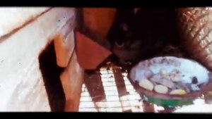 МОЖНО ЛИ ДАВАТЬ КРОЛИКАМ СЫПУЮ КАРТОШКУ