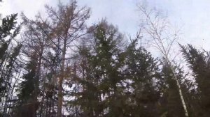 Промысел 2019. Белка