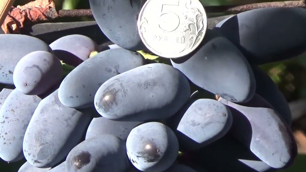 Дамские пальчики - самый популярный виноград смотреть онлайн