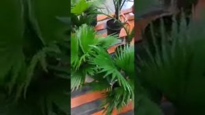 Пальма комнатная Ливистона