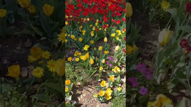 Spring at Descanso Gardens