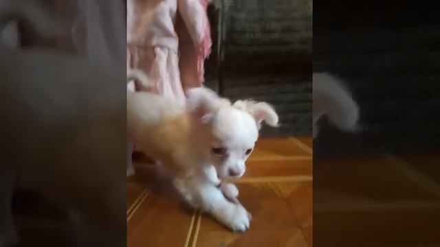 -Питомник чихуахуа "Из дома ярких звёзд"Щенки смотреть онлайн