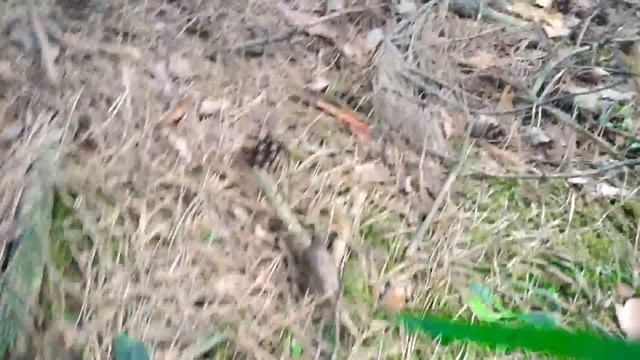 Вован,грибы и медведь ? смотреть онлайн