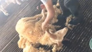 Машинка для стрижки овец Новосибирск