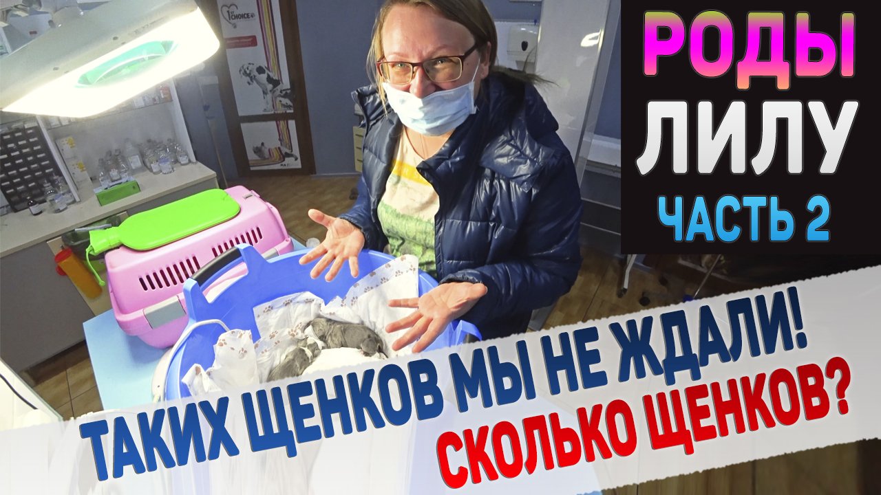 Щенки родились! Сколько мальчиков и девочек???