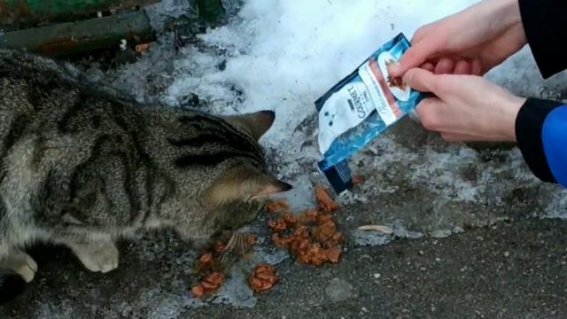 Проект помогаем животным выпуск 2 #помощь #помощьживотным #выпуск