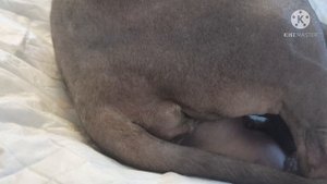 #роды#сфинкс#эльф#котята#Sphynx#У нас прибавление родились наши сладкие Ельфики.???