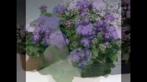 Мои цветочки-Агератум мексиканский