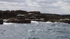 Морская прогулка на севере Англии Bamburgh - птицы тупики, морские котики, ресторан, овечки