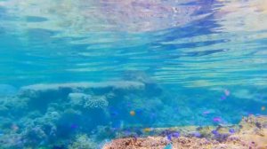 Snorkeling in Ishigaki | Okinawa, Japan!