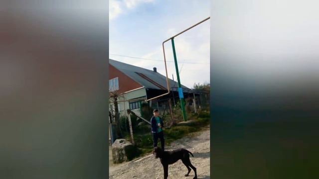 Играю с собакой. Курцхаар играет с перьями на удочке смотреть онлайн