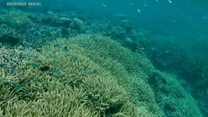 25 интересных фактов о Большом Барьерном рифе.